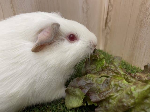 イングリッシュモルモット