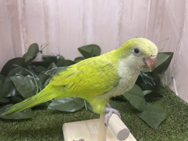 オキナインコ