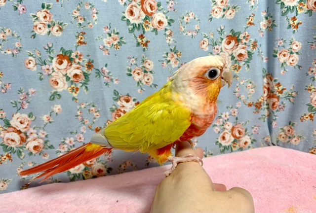 ホオミドリウロコインコ