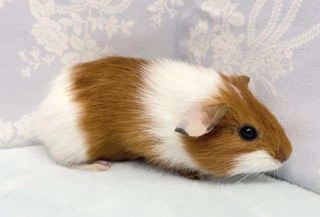 イングリッシュモルモット