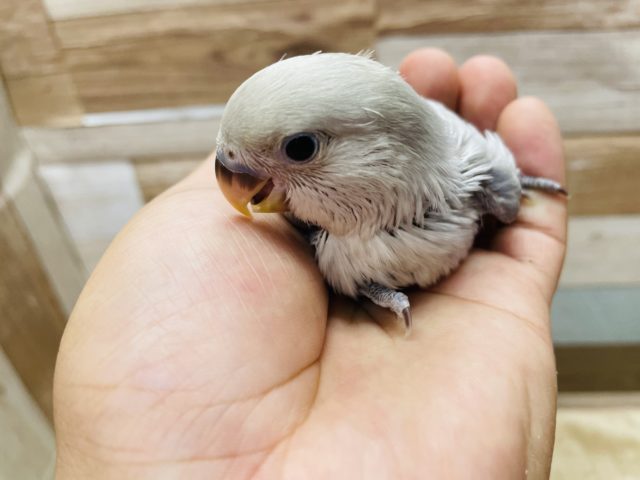 淡い色の可愛いヒナさん!コザクラインコのバイオレットオパーリンカラー! コザクラインコ(小桜インコ)