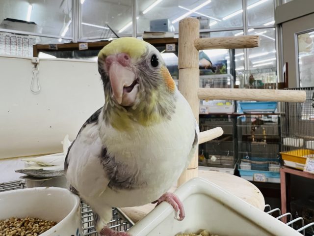 オカメインコ