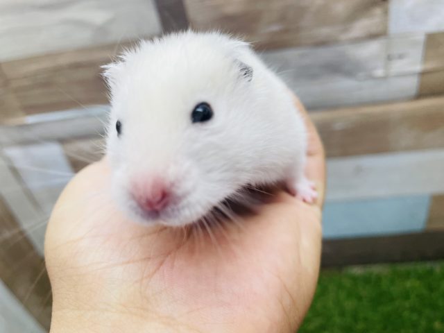 ゴールデンハムスター