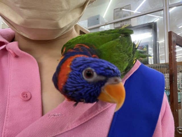 アカエリゴシキセイガイインコ