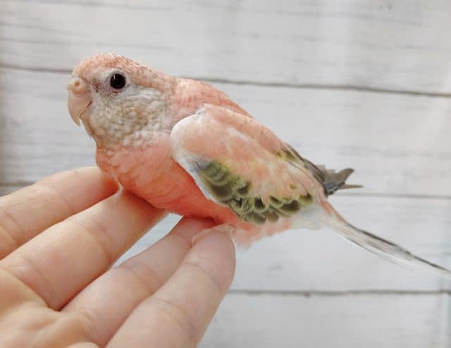 アキクサインコ（秋草インコ）