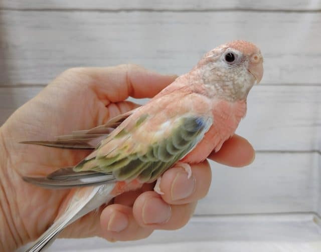 アキクサインコ（秋草インコ）