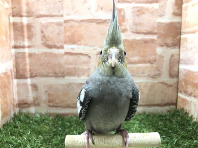 オカメインコ
