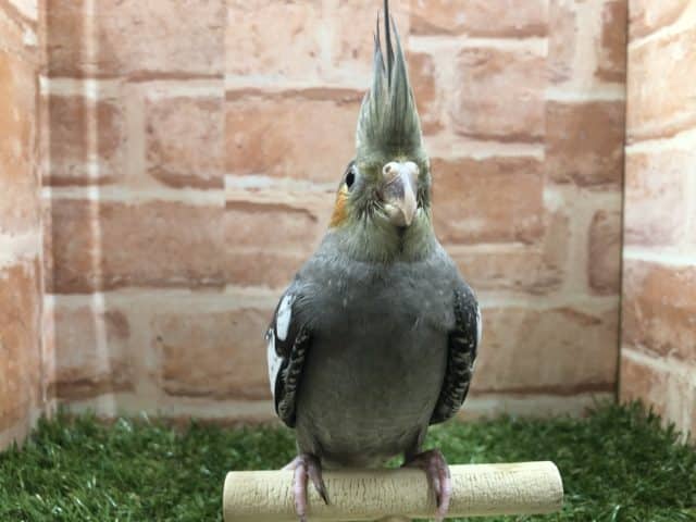 オカメインコ
