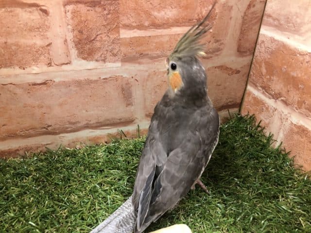 オカメインコ