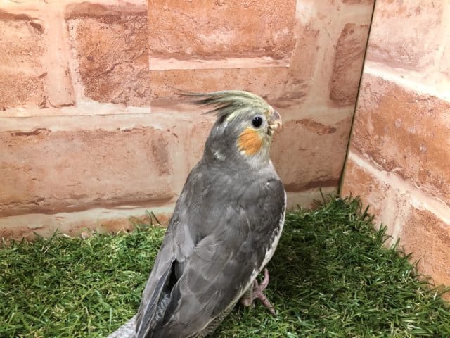 オカメインコ