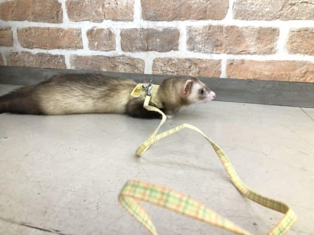 フェレット