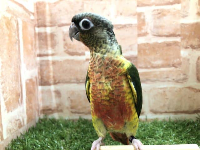 ワキコガネウロコインコ