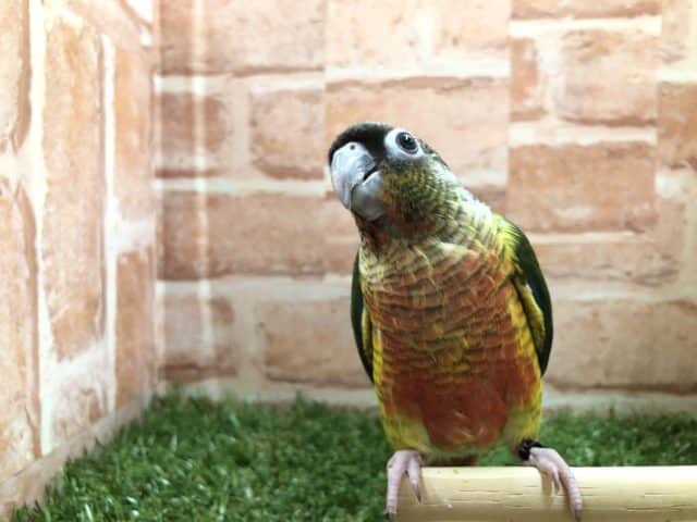 ワキコガネウロコインコ