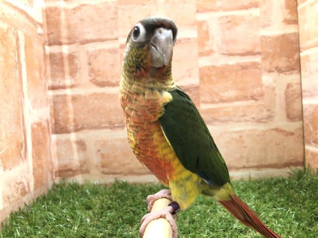 ワキコガネウロコインコ