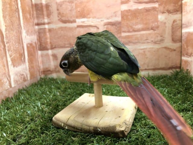 ワキコガネウロコインコ