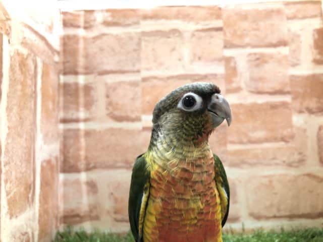 ワキコガネウロコインコ