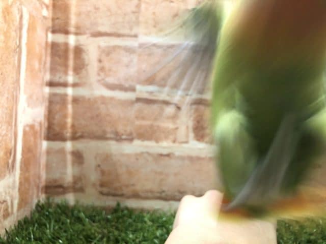 コザクラインコ（小桜インコ）