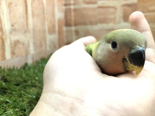 コザクラインコ（小桜インコ）