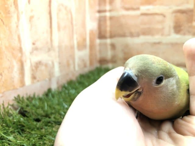 コザクラインコ（小桜インコ）