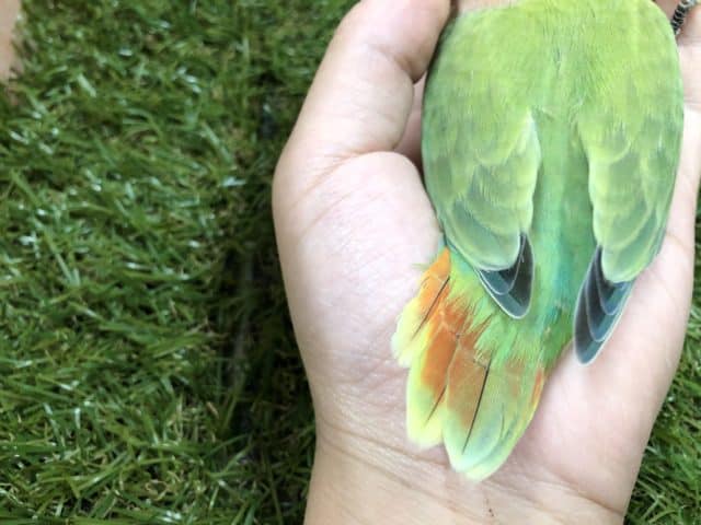 コザクラインコ（小桜インコ）