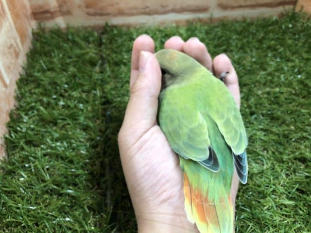 コザクラインコ（小桜インコ）