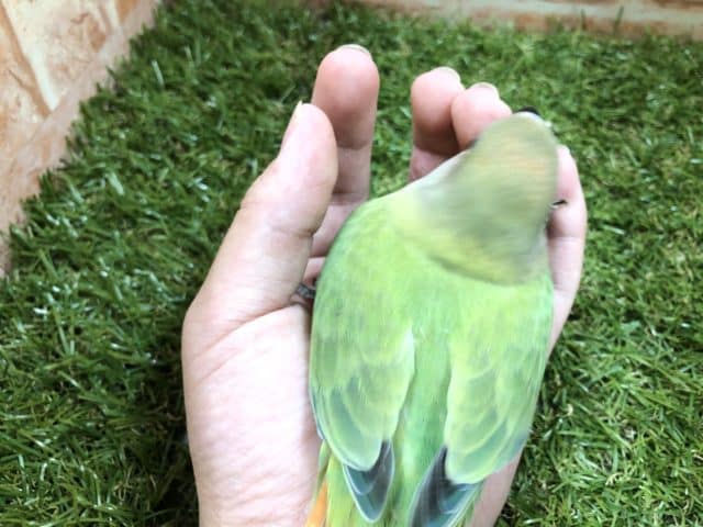 コザクラインコ（小桜インコ）