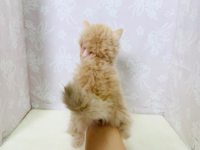 スコティッシュフォールド