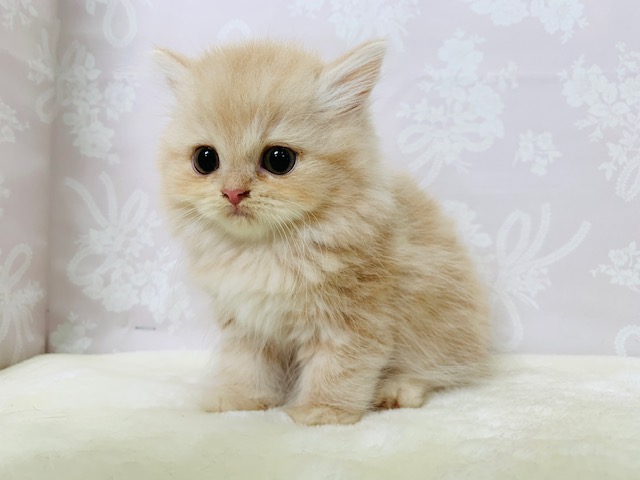 スコティッシュフォールド