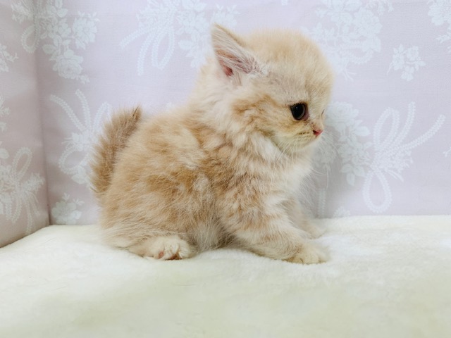 スコティッシュフォールド