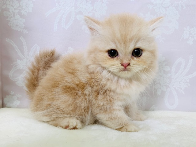 スコティッシュフォールド