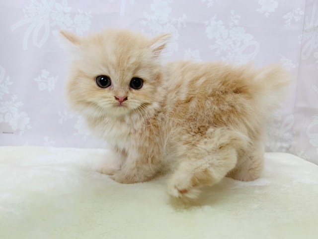 スコティッシュフォールド