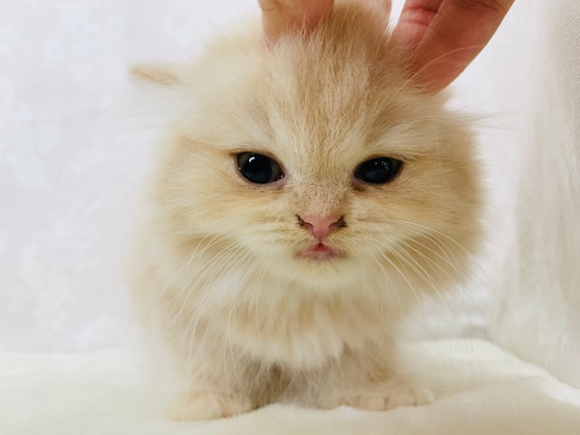 スコティッシュフォールド