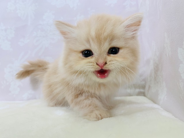 スコティッシュフォールド