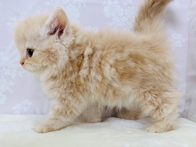 スコティッシュフォールド