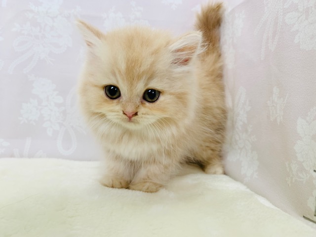 スコティッシュフォールド