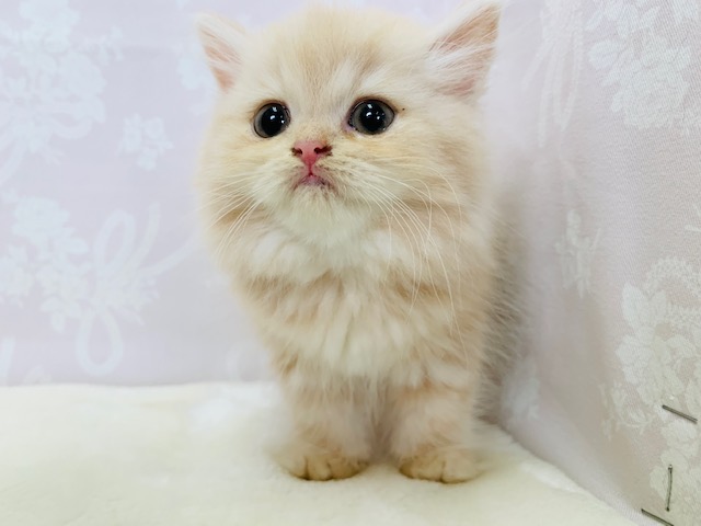 スコティッシュフォールド