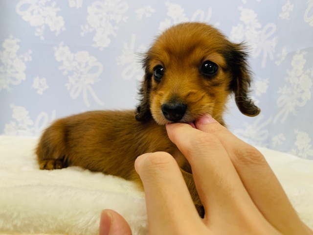 カニンヘンダックス