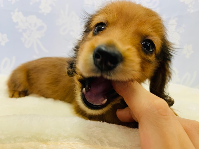 カニンヘンダックス