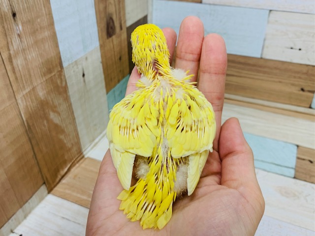 サザナミインコ