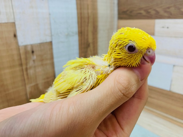サザナミインコ