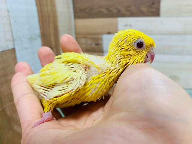 サザナミインコ