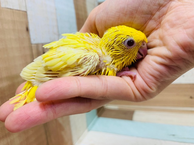 サザナミインコ