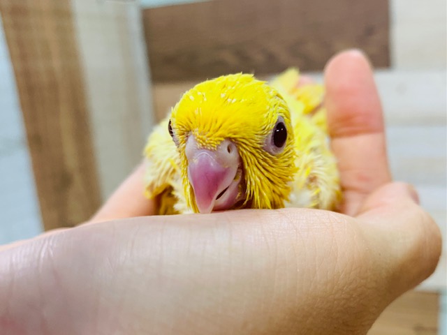 サザナミインコ