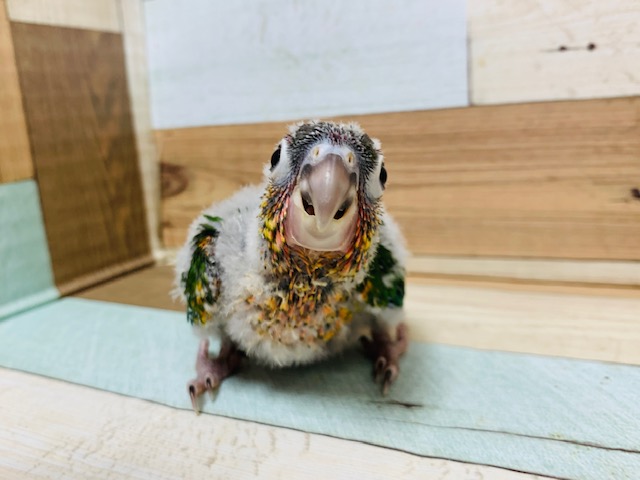 ワキコガネウロコインコ