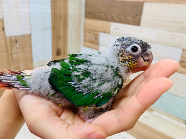 ワキコガネウロコインコ