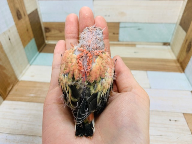 アキクサインコ（秋草インコ）
