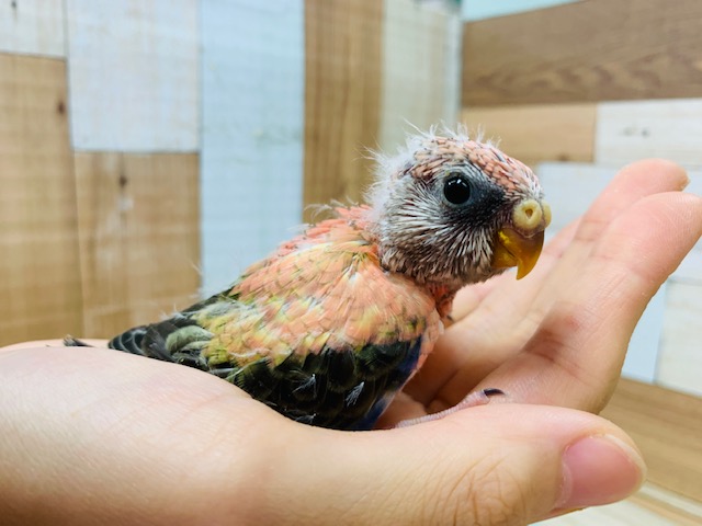 アキクサインコ（秋草インコ）