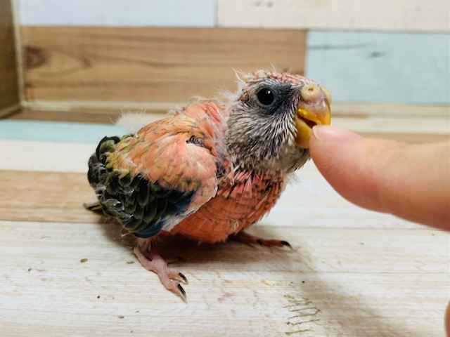 アキクサインコ（秋草インコ）