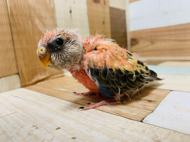 アキクサインコ（秋草インコ）