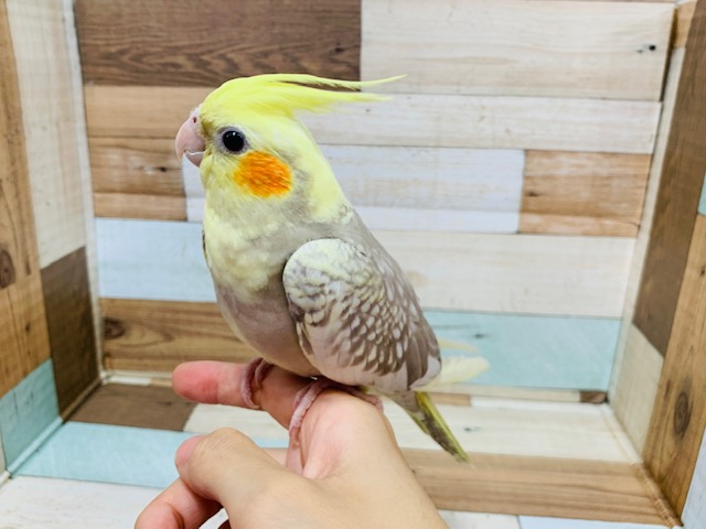 オカメインコ